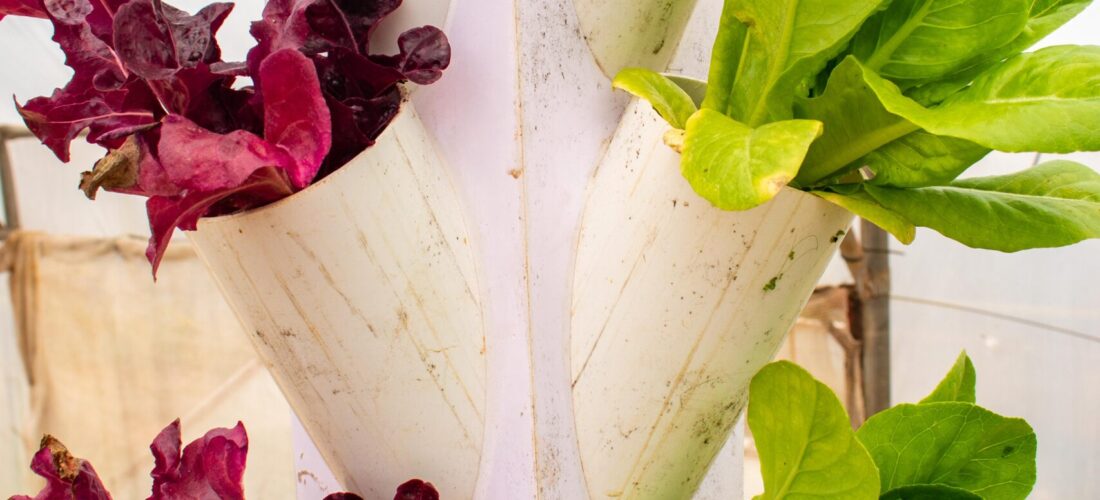 Lettuce growing in a nutrient film technique setup