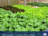 FARAEI Aquaponics Mauritius - 3 months after training