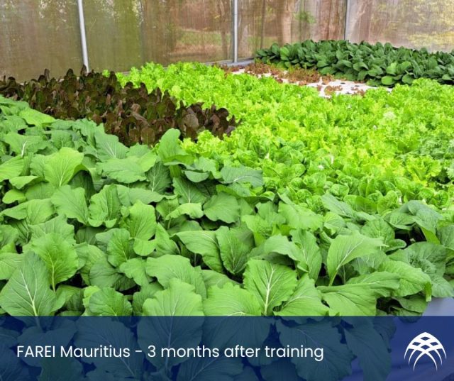 FARAEI Aquaponics Mauritius - 3 months after training
