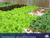 FARAEI Aquaponics Mauritius - 3 months after training