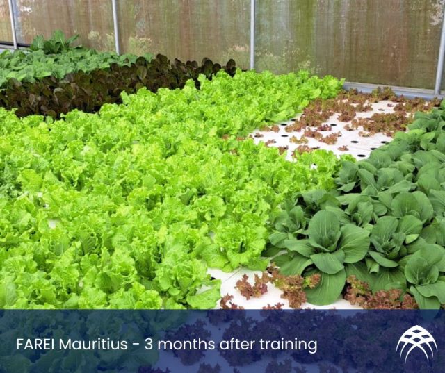 FARAEI Aquaponics Mauritius - 3 months after training