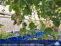 FARAEI Aquaponics Mauritius - 3 months after training