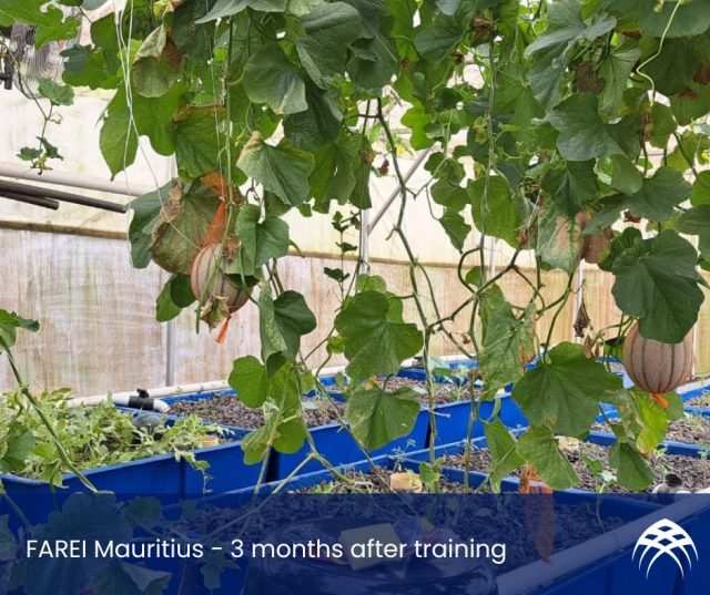FARAEI Aquaponics Mauritius - 3 months after training