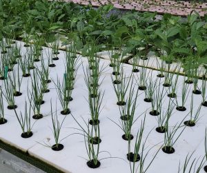 Spring Onion